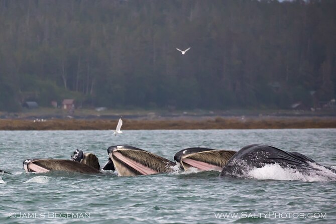 Whale-Watching, Icy Point, Hoonah , Whales, Orca, Killer-Whales. - Vessel and Onboard Amenities