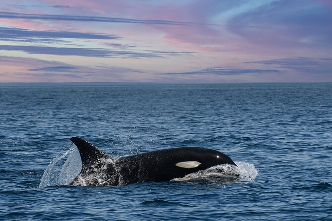 Whale Watching Monterey Bay Semi-Private Limited to 6 People Max - Participation Guidelines and Recommendations