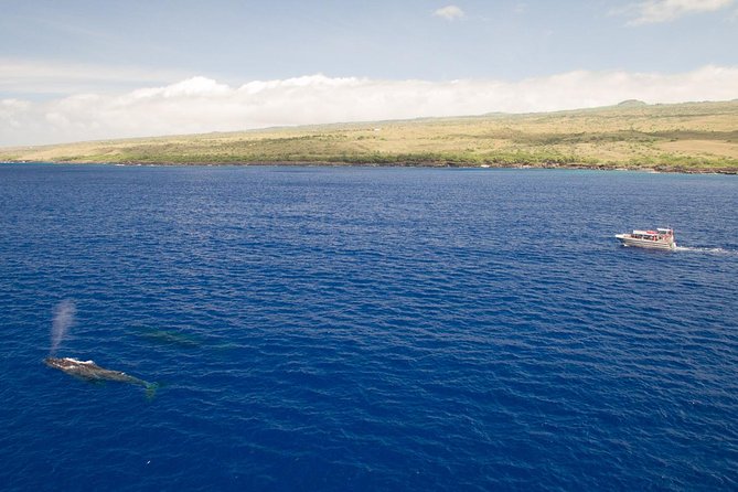 Whale Watching Tour: Whales Guaranteed in Kona Waikoloa - Whale Watching Season and Tour Dates