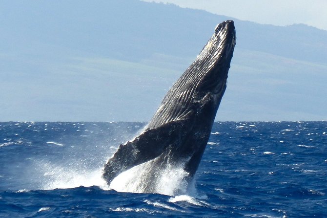 Whalewatch Deluxe Tour From Maalaea Harbor - Culinary Experience