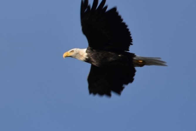 Whittier to Anchorage Cruise Transfer and Private Tour - Customer Reviews and Feedback