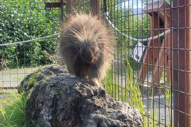 Wildlife Center With Lunch & Local Beer Sampling - Winter&Summer - Tour Experience