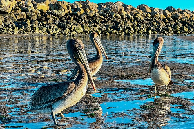 Wildlife Kayak Tour in Santa Barbara Harbor (2 Hours) - Meeting and Logistics
