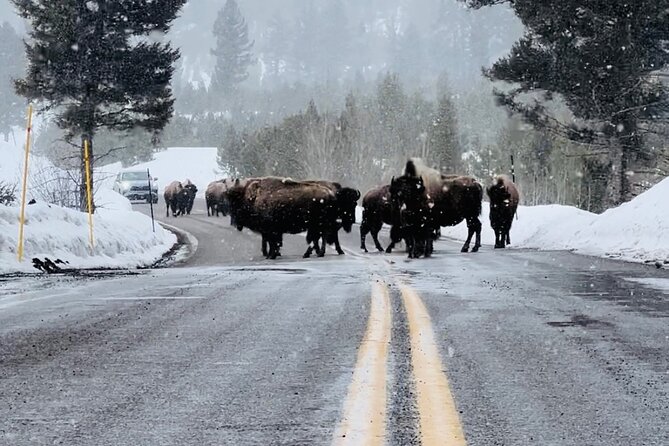 Winter Wildlife Safari: Lamar Valley + Lunch | Bozeman | PRIVATE - Accessibility and Participation