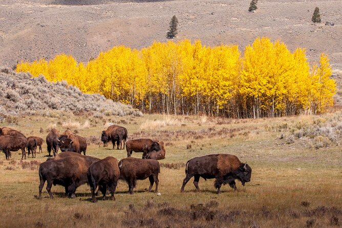 Yellowstone & Grand Teton National Parks: Small Group 4-Day Tour - Important Information