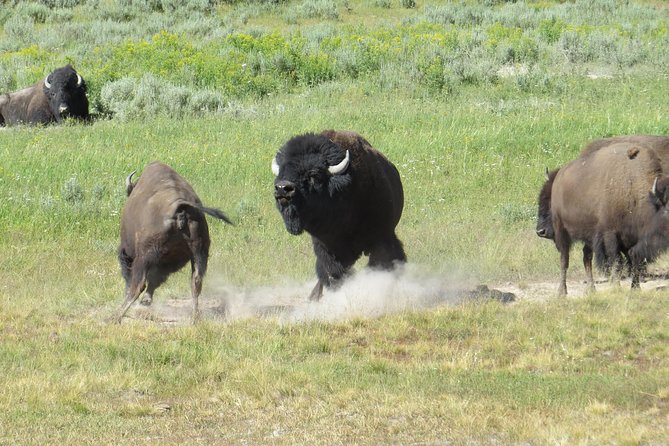Yellowstone National Park - PRIVATE Full-Day Lower Loop Tour From Jackson Hole - Park Entry and Amenities