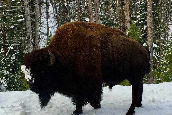 Yellowstone Wildlife and Photo Tours "Upper Loop" Tour From Cody - Customer Experiences