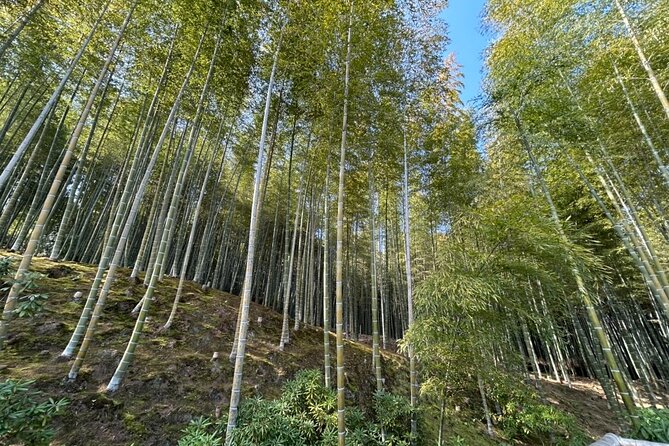 Zero Emission Car Private Kyoto Tour With Japanese Guide - Accessibility and Requirements