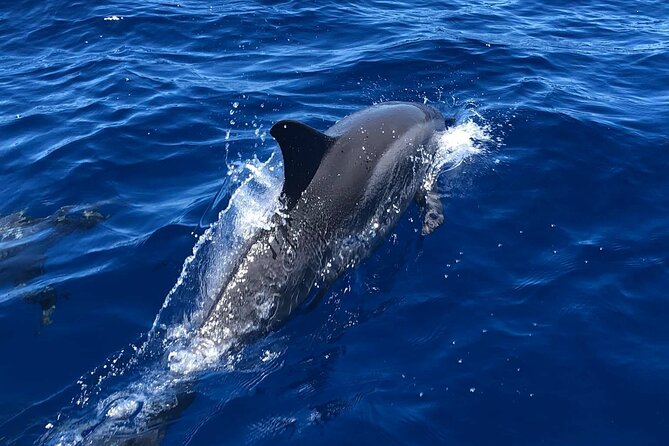 4 Hour Private Charter in Kona - Good To Know