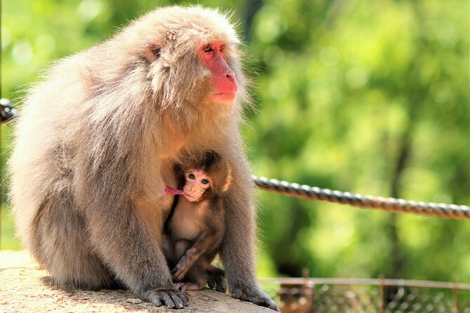 4 Hours Arashiyama and Arashiyama Monkey Park Tour - Good To Know