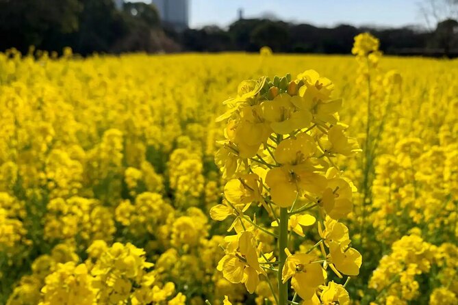 1 Day Tokyo Private Bus Tours + License Guide + Sweets Matcha Set - Booking and Cancellation Policy