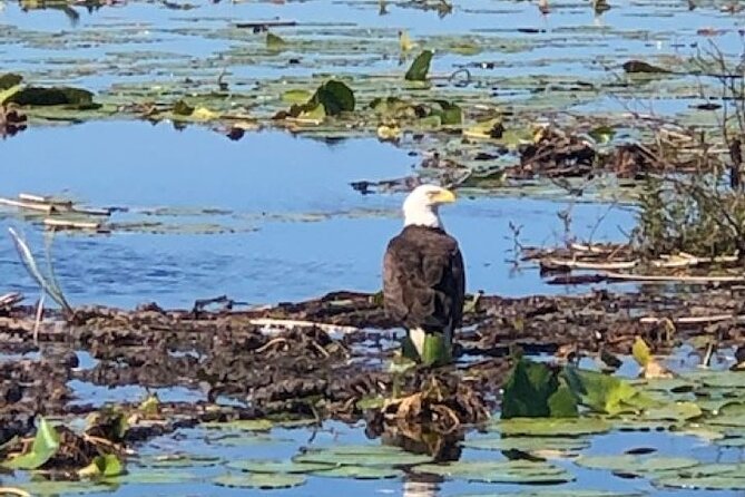 1 Hour Everglades Airboat Tour Central Florida - Guided by Knowledgeable Locals