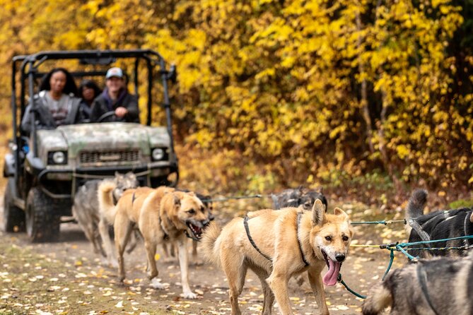 1 Hour Fall Sled Dog Experience in Two Rivers - Customer Feedback