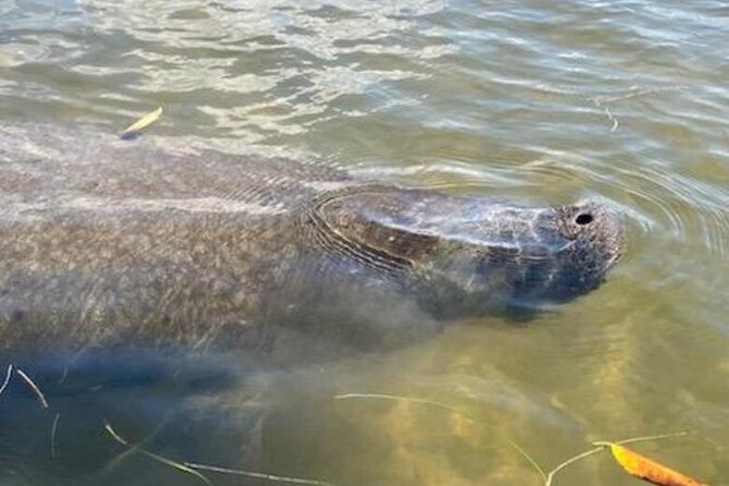 2.5 Hour Kayaking With Manatee and History Tour in Tarpon Springs - Accessibility and Participant Limitations