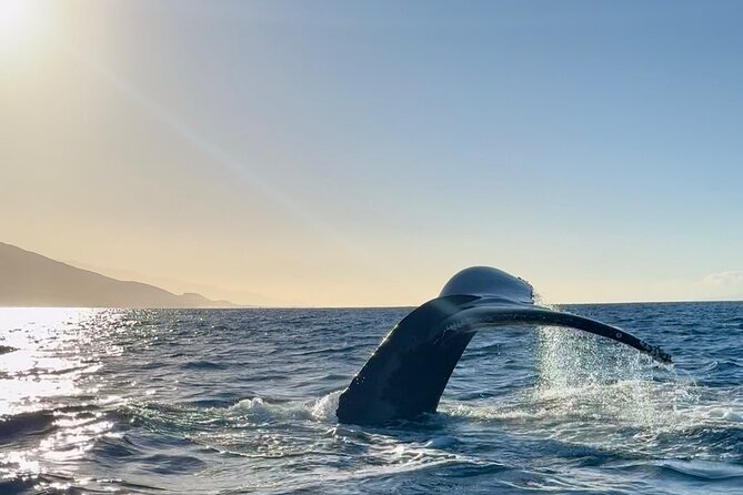2 Hour Lahaina Sunrise Whale Watch - Important Restrictions and Considerations