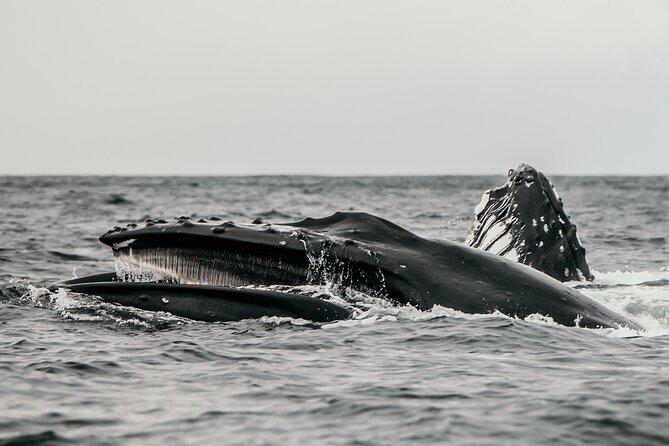 2-Hour Marine Wildlife Tour in Sitka - Customer Feedback and Experiences