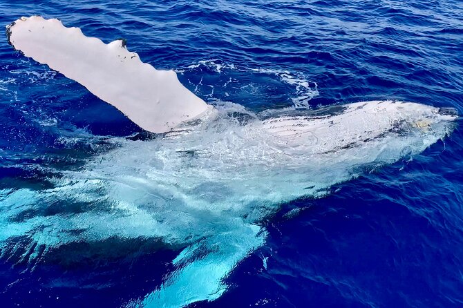 2 Hour Prime Time Maui Whale Watching - Physical Requirements