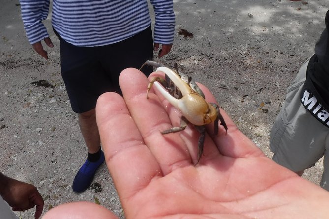 2-hour Shelling Boat Tour in the 10,000 Islands - What to Bring