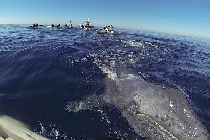 2 Hour Whale Watching Kayak Tour for Two - Good To Know