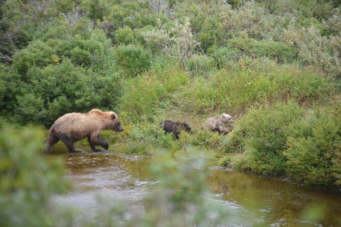 2 Park Bear Viewing Adventure to Katmai and Lake Clark NP - Requirements and Restrictions