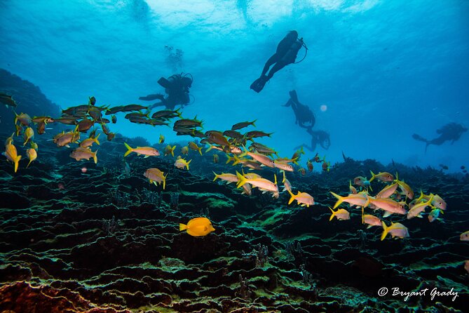 2 Tank Shore Dive at Sea Turtle Cove - Safety and Participation Requirements