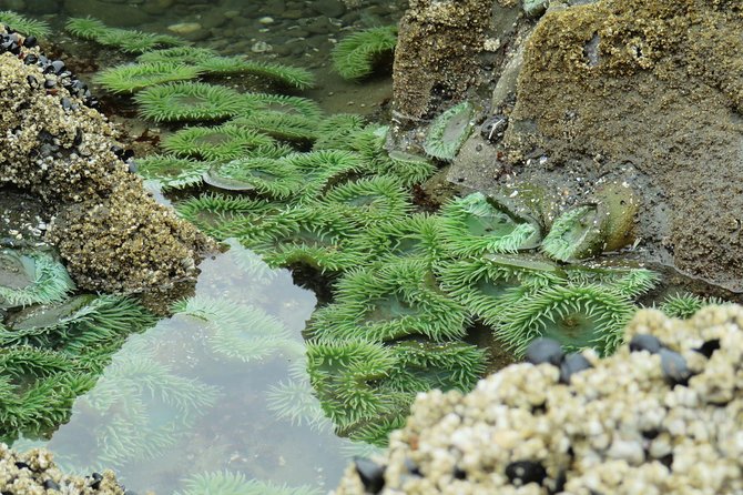 3 Days in Olympic National Park From Seattle: Silent Forest - Hoh Rainforest - Accommodations and Meals Included