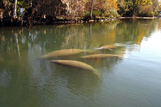 3 Hour See Crystal River Wildlife Safari Boat Cruise - Wildlife Viewing Opportunities
