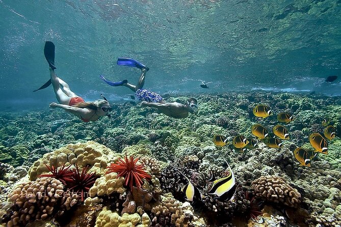 4-Hour Koa Kai Molokini Adventure Snorkel - Customer Reviews and Ratings