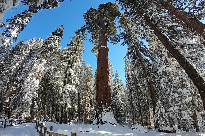 5 Star Rated Winter Private Tour in Sequoia - Booking Process and Confirmation