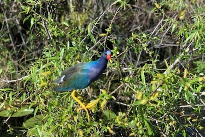 60 Min Small Group Everglades Airboat Ride in Miami - Exploring the Everglades Ecosystem