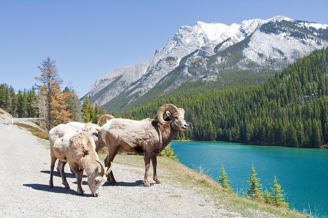 7-Day Small Group Tour: Canadian Rockies and National Parks - Important Information for Travelers