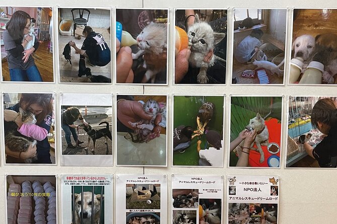Admission Ticket to Imai Museum, Mizuhiki Exhibition & Cat Dog Photo Exhibition - About Cat Dog Photo Exhibition