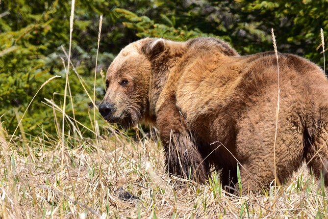 Alaska Bear Viewing Adventure From Seward - Meal Inclusions and Dietary Options