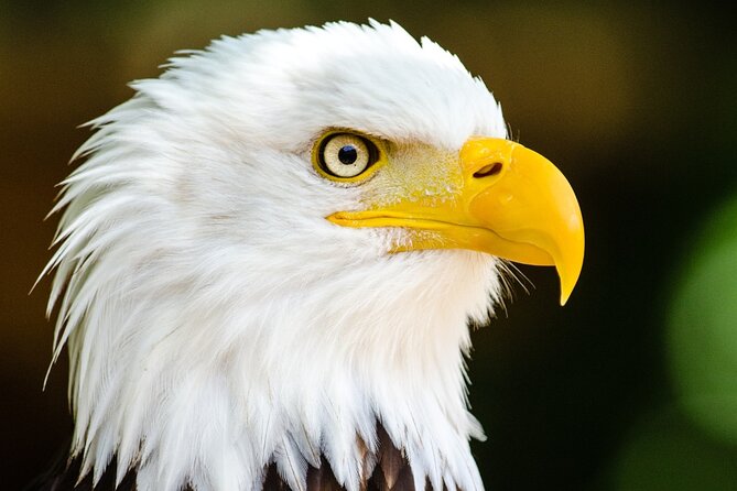 Alaska Wildlife Safari and Sightseeing Tour - Meeting and Pickup Details