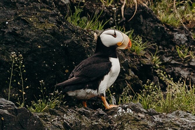 Alaska Wildlife Tour in Kachemak Bay - Knowledgeable Captains