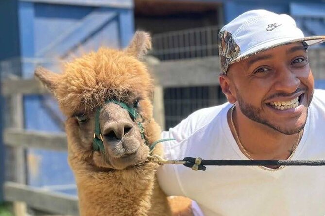 Alpaca and Llama Trek in Pleasant Valley - Reviews and Visitor Feedback