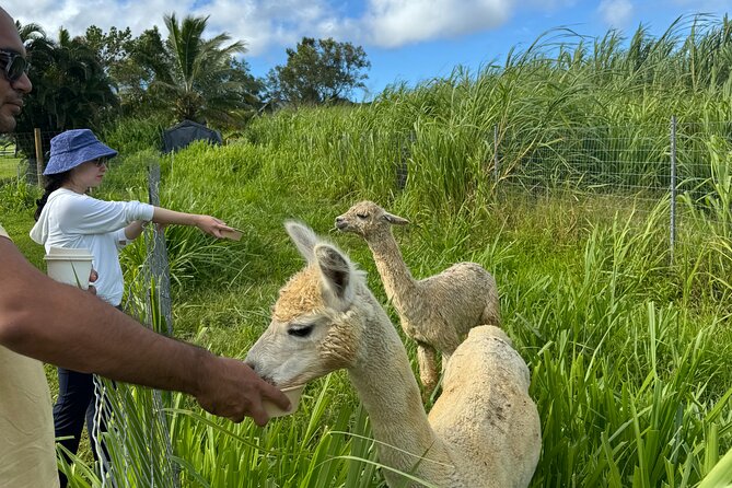 Alpaca Farm Experience on the Road to Hana - Participant Information