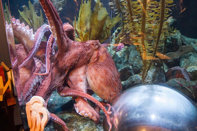Aquarium of the Bay General Admission Ticket - Accessibility and Visitor Information