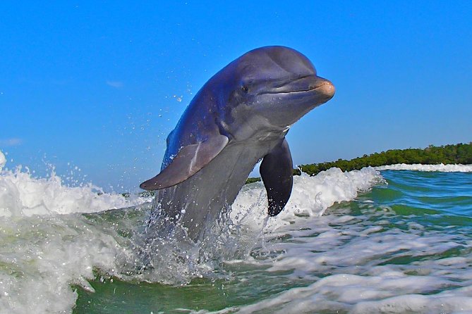 Avis Premium Dolphin Tour by Jet Ski - Gear and Amenities