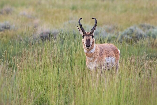 Best Of Yellowstone Full Day Natl Park Tour From Gardiner - Booking Policy