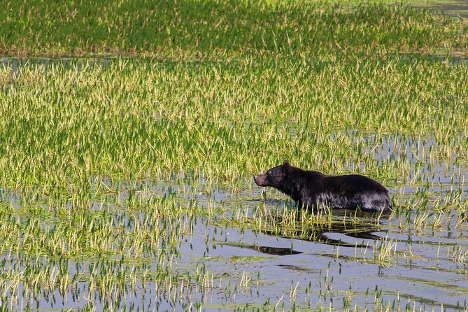 Best of Yellowstone National Park From Gardiner - Private Tour - Accessibility Options