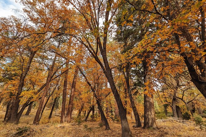 Big Bear Fall Colors Hiking Tour in Southern California - What to Bring for a Successful Hike
