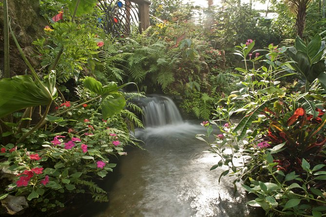 Butterfly Rainforest at Florida Museum of Natural History Ticket - Educational Exhibits and Experiences