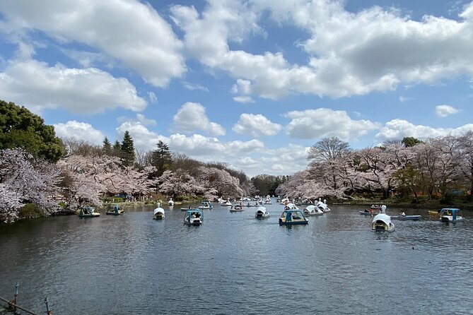 Cherry Blossom Guided Tour At Inokashira Park Kichijoji - Highlights of the Tour
