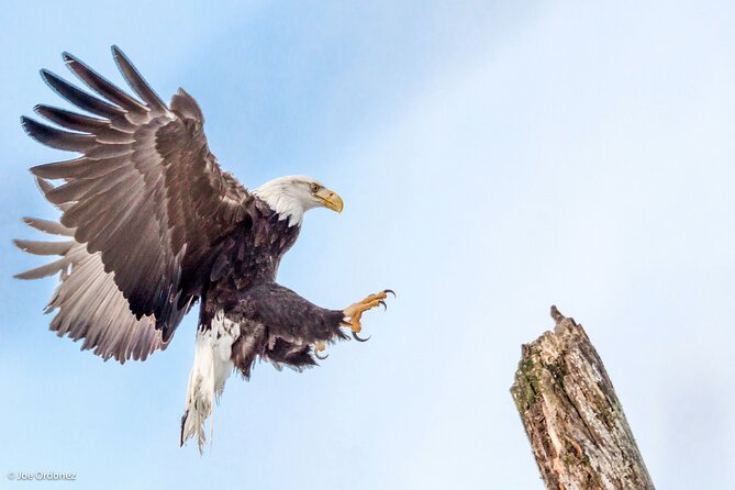 Chilkat Bald Eagle Preserve Rafting - Skagway Departure - Cancellation Policy and Booking Flexibility