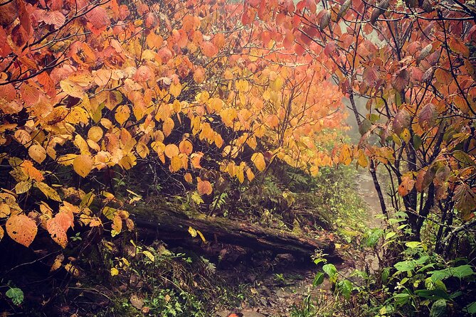 Clingmans Dome Hike - Fitness Requirements