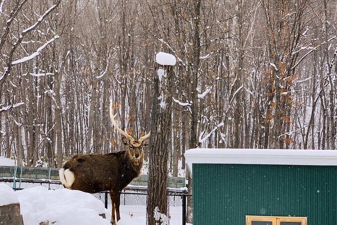 Day Tour to Asahiyama Zoo Biei Blue Pond Furano by Private Car - Transportation and Accommodations