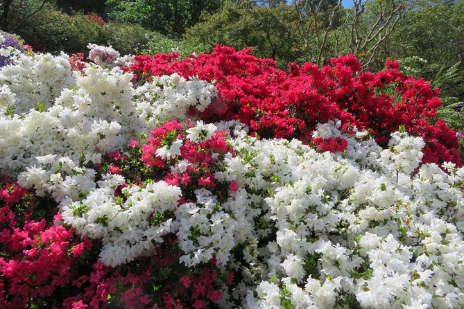 Day Trip Ashikaga Flower Park by Private Car From Tokyo - Ashikaga Flower Park