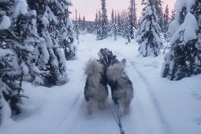 Dog Sled Adventure - Reviews and Ratings