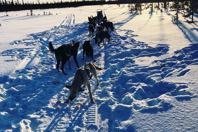 Dog Sledding With Alaskan Huskies - Understanding the Dog Sledding Experience